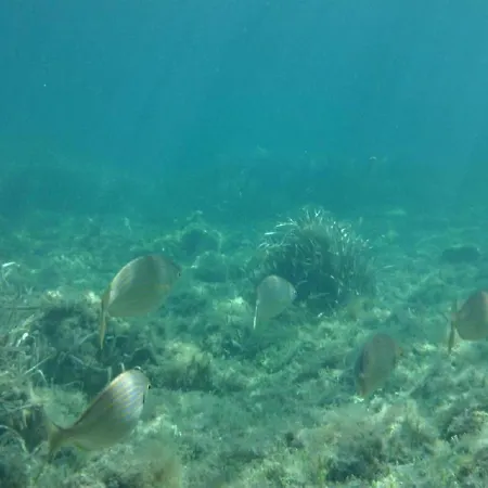 Lungomare Chess Lägenhet S'archittu Cuglieri